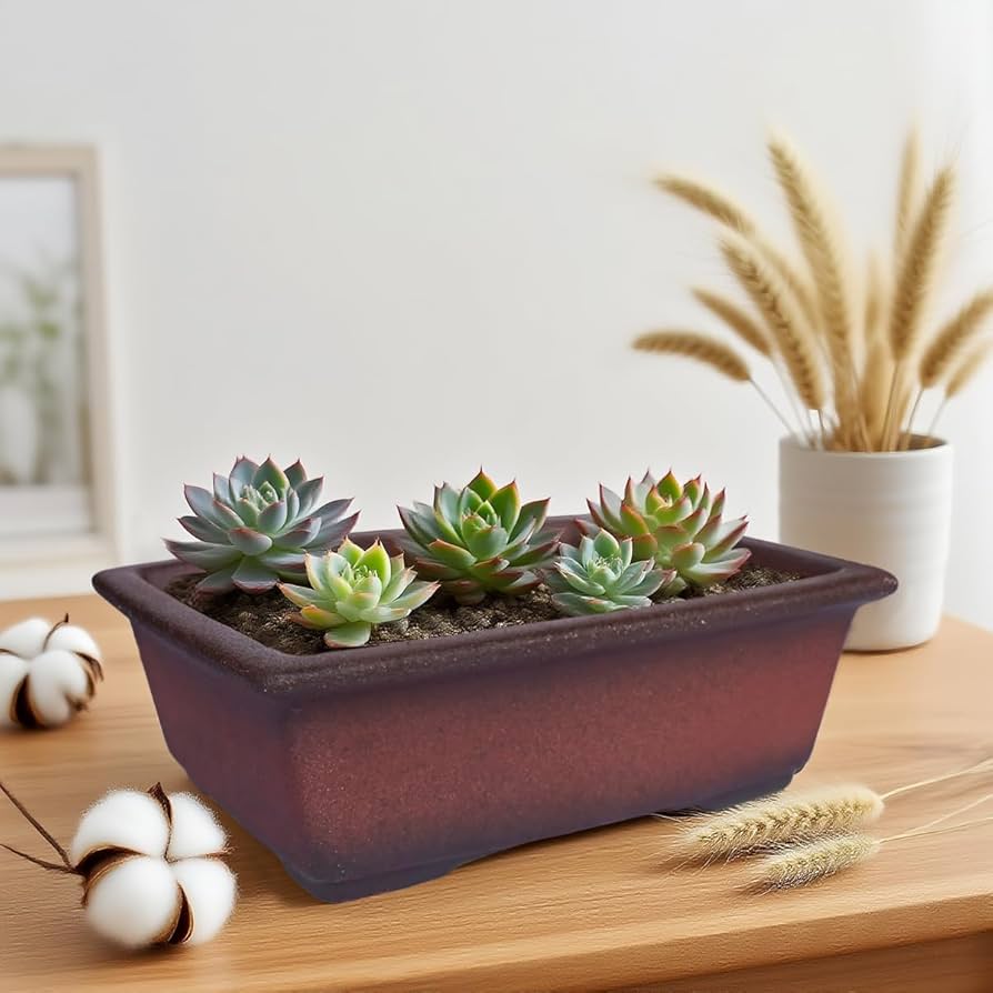 盆栽 piera MUZHI Decorative Ceramic Bonsai Planter Pot 8.5 Inch with